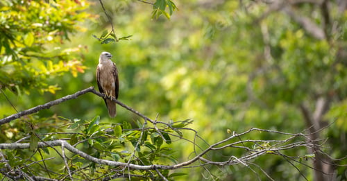 Preview: Juvenile Brahminy Kite perched on a tree branch, green foliage in the background.