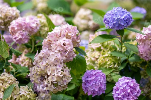 Preview: Branches of multicolored blooming Hydrangea macrophylla
