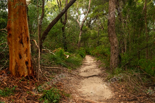 Preview: Forest Path at Daytime on Summer in National Park. Nature Concept
