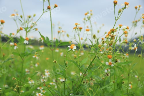 Preview: Beautiful little white bidens pilosa flowers blooming in winter