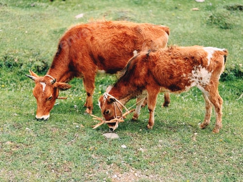 Preview: Cattle