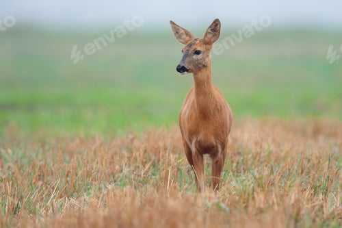 Preview: Roe deer in a clearing