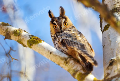 Preview: A Long-eared Owl (Asio otus) sitting on a tree against the blue sky. Sunny day