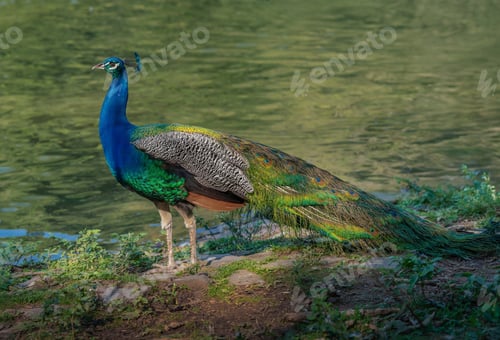Preview: Male Indian Peafowl (Pavo cristatus) - Peacock