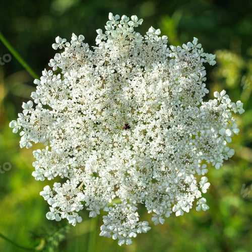 Preview: blooming wild flower