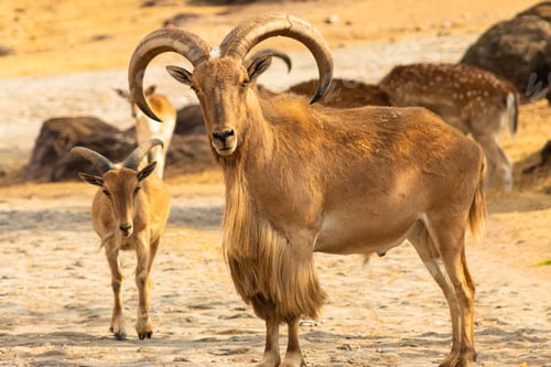 Preview: Closeup of a male and a young barbary sheep in an arid landscape
