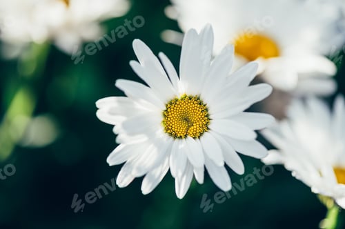 Preview: flower