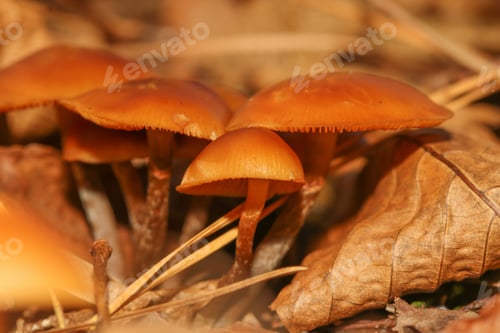 Preview: Close Up Photograph Of Galerina Marginata Mushrooms Growing In A Yard Surrounded By Dry Brown