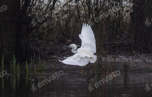 Preview: Graceful white egret in flight over a pond