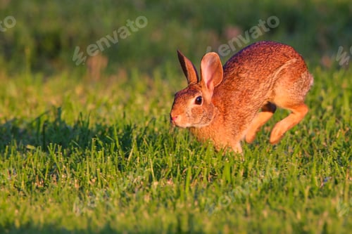 Preview: Cute rabbit jumping on the grass.