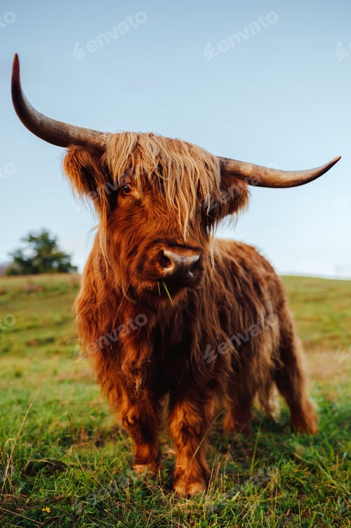 Preview: Scottish highland cow