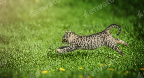 Preview: Small gray tabby kitten joyfully runs through lush green grass,