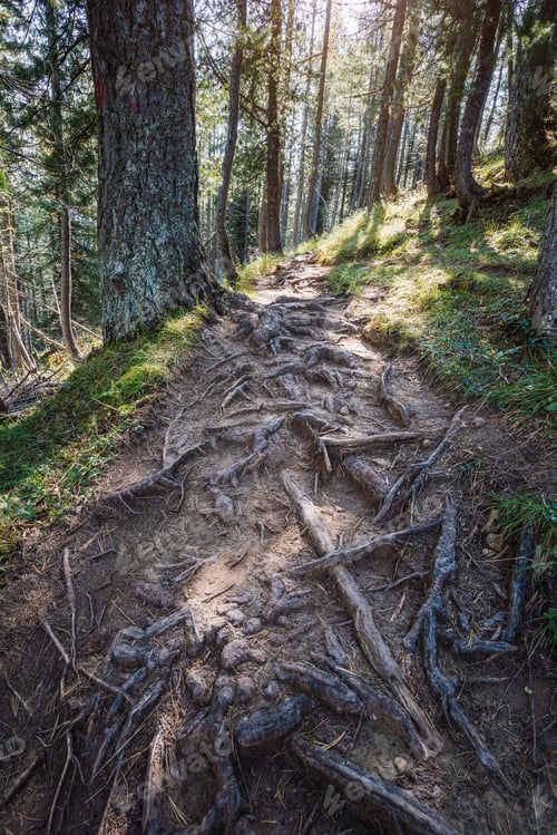 Preview: Beautiful hiking trail in forest around the Cinque Torri. Dolomites, Italy