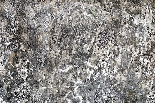 Preview: Light Gray Stucco Wall Texture. Abstract Background
