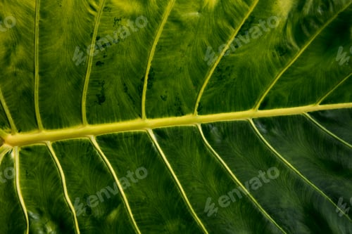 Preview: Big fresh green leaf as background.