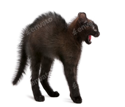 Preview: Frightened black kitten standing in front of white background