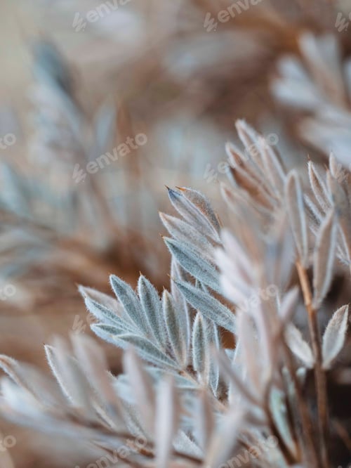 Preview: Macro photo of a plant in pastel colors. Beautiful background