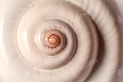 Preview: Colorful conch shell spiral.