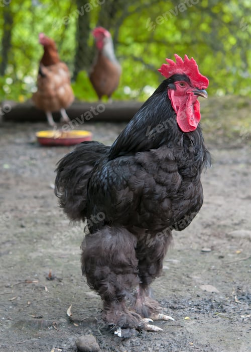 Preview: black cock
