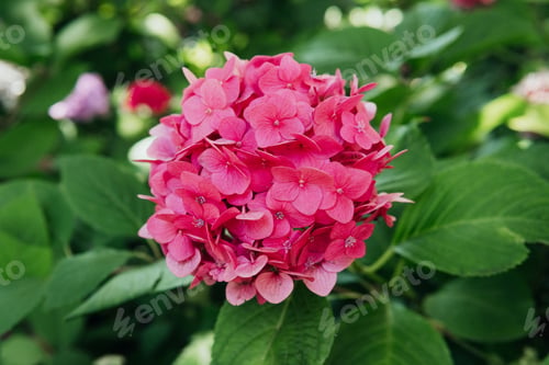 Preview: Pink hydrangea macrophylla flowers blooming for garden decoration and romantic floral concept