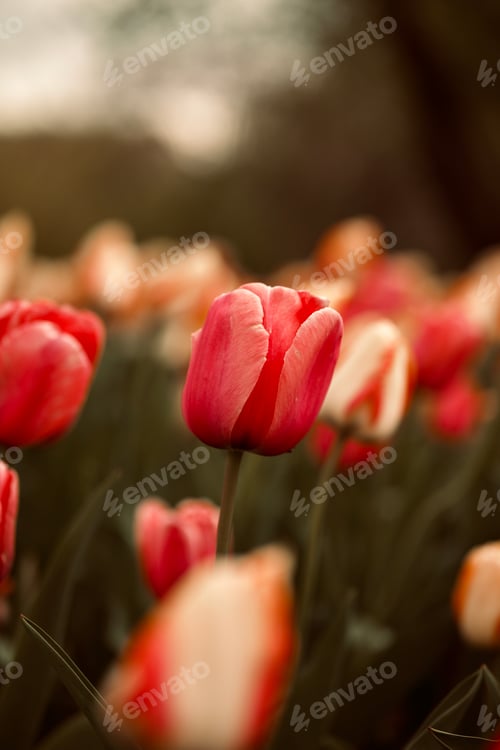 Preview: Warm Ohio Tulip Flower