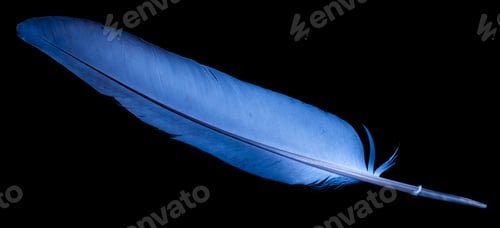 Preview: blue dove feather on black isolated background