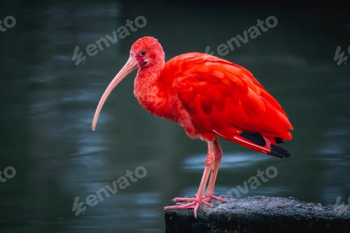Preview: Scarlet ibis bird (Eudocimus ruber)