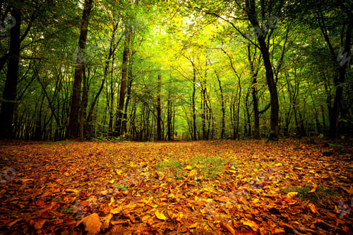 Preview: darkness, forest, horror, spooky