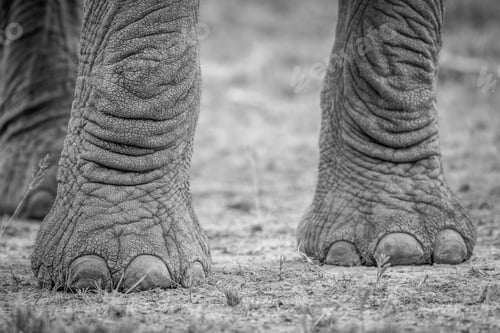 Preview: Elephant feet in black and white.