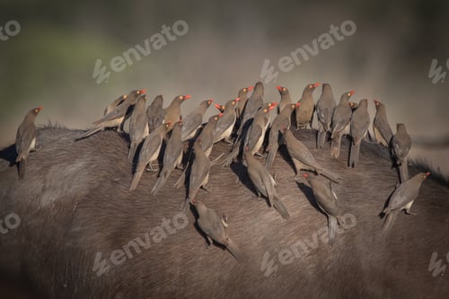 Preview: A flock of red billed oxpeckers, Buphagus erythrorhynchus