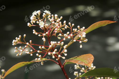 Preview: An evergreen laurestine (Viburnum tinus)