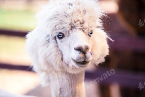 Preview: Portrait of a sweet white llama - alpaca