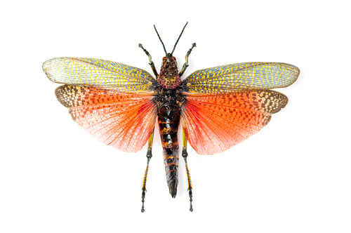 Preview: Grasshopper specie Phymateus saxosus, Madagascar, female, dead,