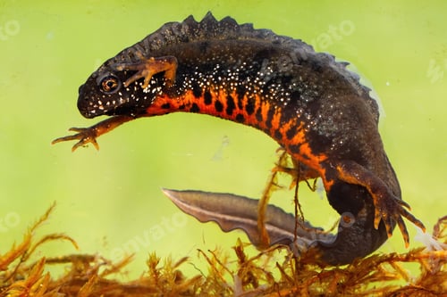 Preview: Male danube crested newt swimming underwater in river