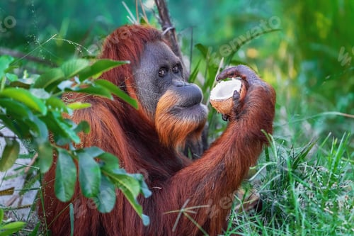 Preview: Sumatran Orangutan with coconut (Pongo abelii)