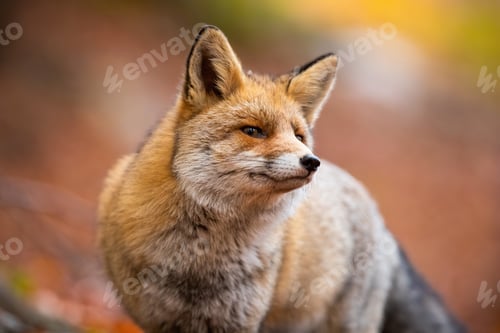 Preview: Red fox looking to the camera in autumn nature