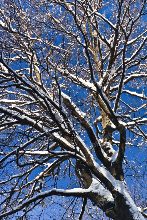 Preview: a tree in the sky