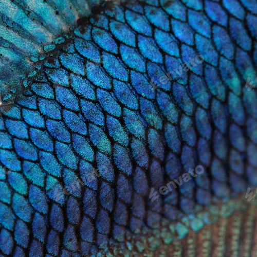 Preview: Close-up on a fish skin - blue Siamese fighting fish - Betta Splendens