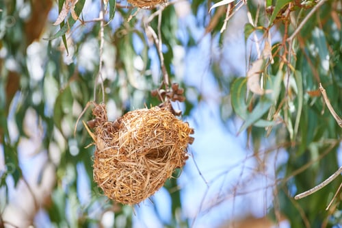 Preview: African golden weaver