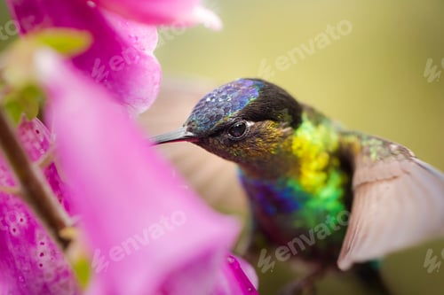 Preview: Fiery-throated Hummingbird (Panterpe insignis), San Gerardo de Dota, San Jose Province, Costa Rica