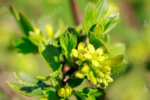 Preview: Spring yellow gooseberry flowers close up. Gardening and farming.