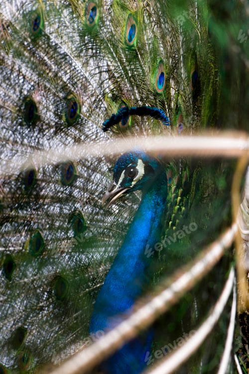 Preview: Male Indian Peafowl displaying wheel against white background