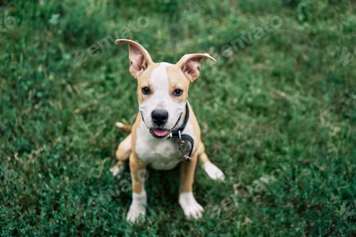 Preview: Cute small American Staffordshire Terrier puppy sitting outdoors