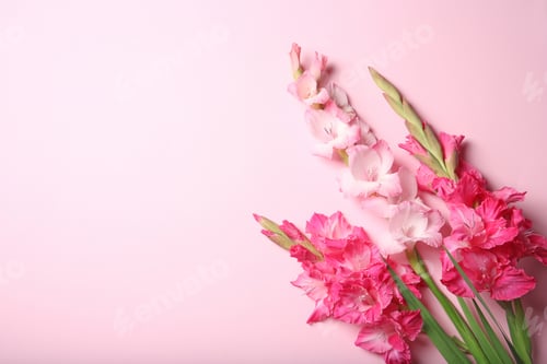 Preview: Flat lay composition with beautiful gladiolus flowers on color background