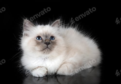 Preview: birman cat in studio