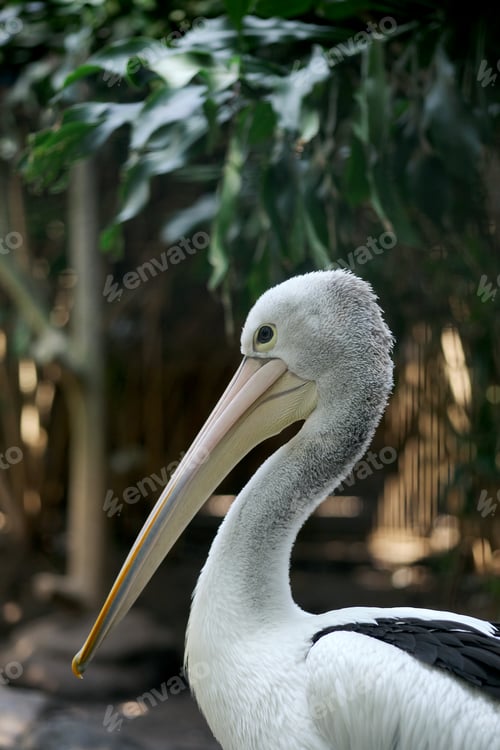 Preview: Australian Pelican