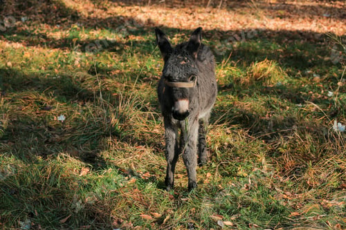 Preview: Black donkey looking straight at camera