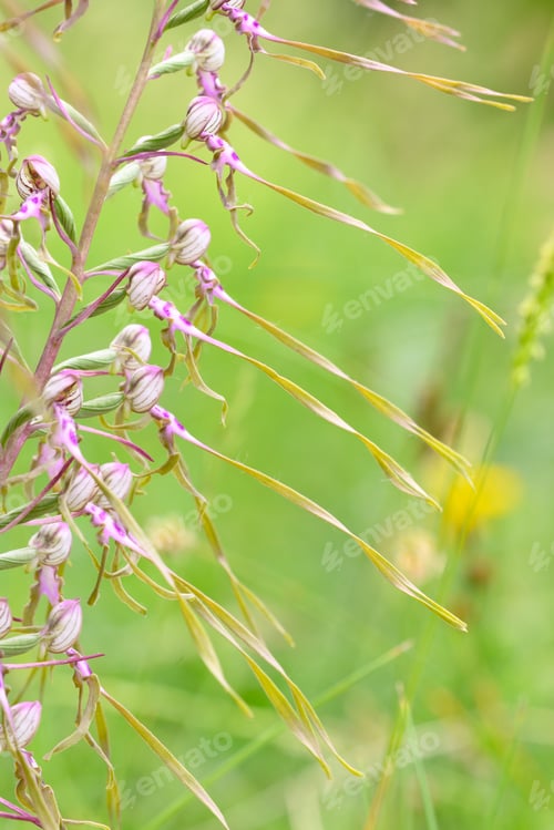 Preview: Wild orchid flowers blooming in Italian meadow