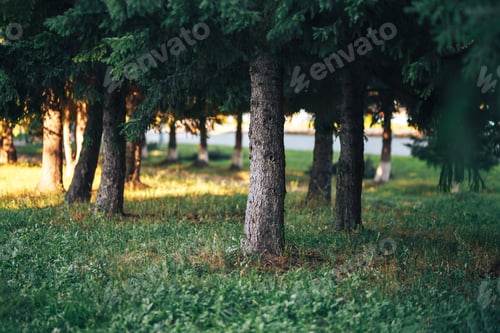 Preview: Large coniferous trees in the forest on a clear sunny day, coniferous tree trunks