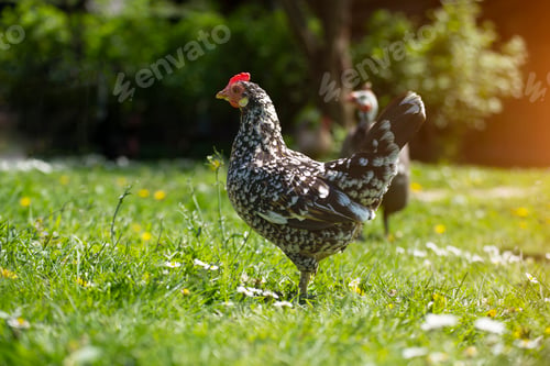 Preview: A hen grazing on green backyard grass